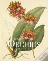 Rhs Orchids