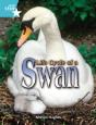 Rigby Star Independent Year 2 Turquoise Non Fiction Life Cycle Of A Swan Single - Preview
