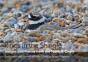 Rings In The Shingle - Preview