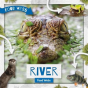 River Food Webs - Preview