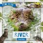 River Food Webs - Preview