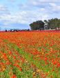 Road To Something New V.1 I.2 - The Flower Fields - Preview