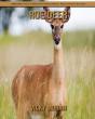 Roe Deer - Preview