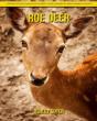 Roe Deer - Preview
