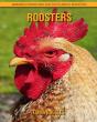Roosters - Preview