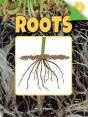 Roots - Preview