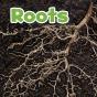 Roots - Preview