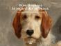 Rosa Bonheur, Le Regard Des Animaux - Preview