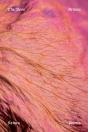 Rose - Preview