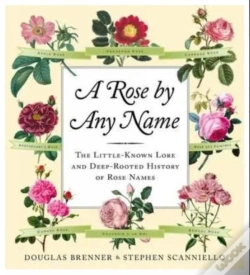 Capa do artigo Rose By Any Name