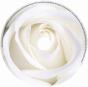 Rose Card - Preview
