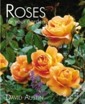 Capa do artigo Rose