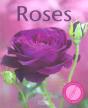 Roses - Preview