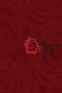 Roses - Preview