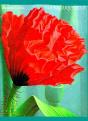 Rouge Coquelicot - Preview