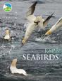 Rspb Seabirds - Preview