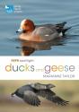 Rspb Spotlight Ducks And Geese - Preview