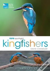 Capa do artigo Rspb Spotlight Kingfishers