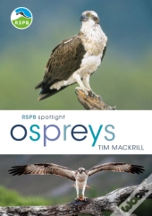 Rspb Spotlight Ospreys
