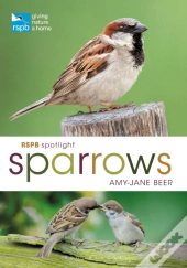 Rspb Spotlight Sparrows