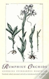 Rumphius' Orchids