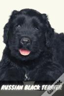 Russian Black Terrier