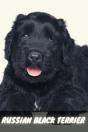 Russian Black Terrier - Preview
