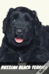 Russian Black Terrier