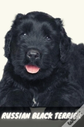 Capa do artigo Russian Black Terrier