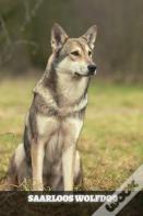 Saarloos Wolfdog