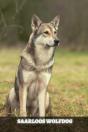 Saarloos Wolfdog - Preview