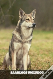 Capa do artigo Saarloos Wolfdog