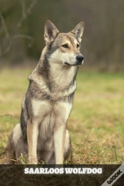 Capa do artigo Saarloos Wolfdog