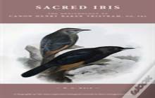 Sacred Ibis