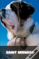 Saint Bernard