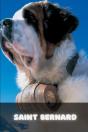 Saint Bernard - Preview