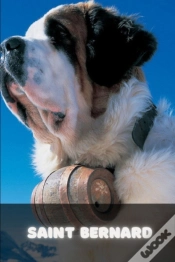 Capa do artigo Saint Bernard