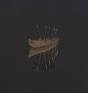 Saivo - Vinil - Preview