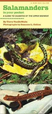 Salamanders In Your Pocket