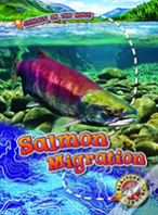 Salmon Migration