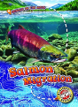 Salmon Migration - Preview