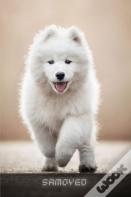 Samoyed