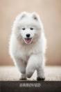 Samoyed - Preview