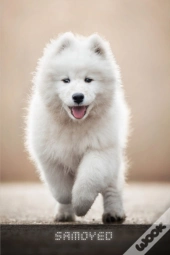 Samoyed