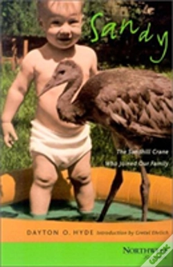 Capa do artigo Sandy