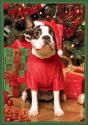 Santa'S Little Helper Boxed Holiday Notecards - Preview