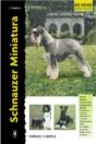Schnauzer Miniatura - Preview