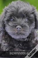 Schnoodle
