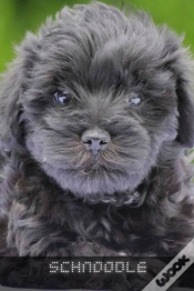 Capa do artigo Schnoodle