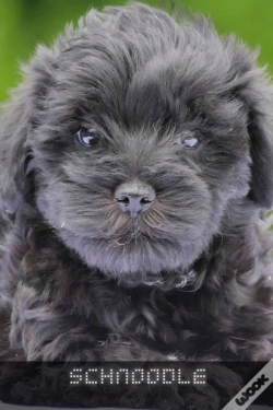 Capa do artigo Schnoodle